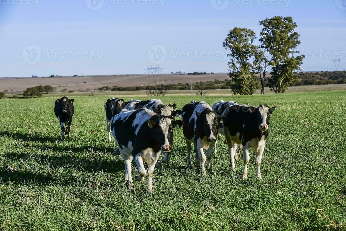 laitier vache dans pampa Campagne, Patagonie, Argentine photo