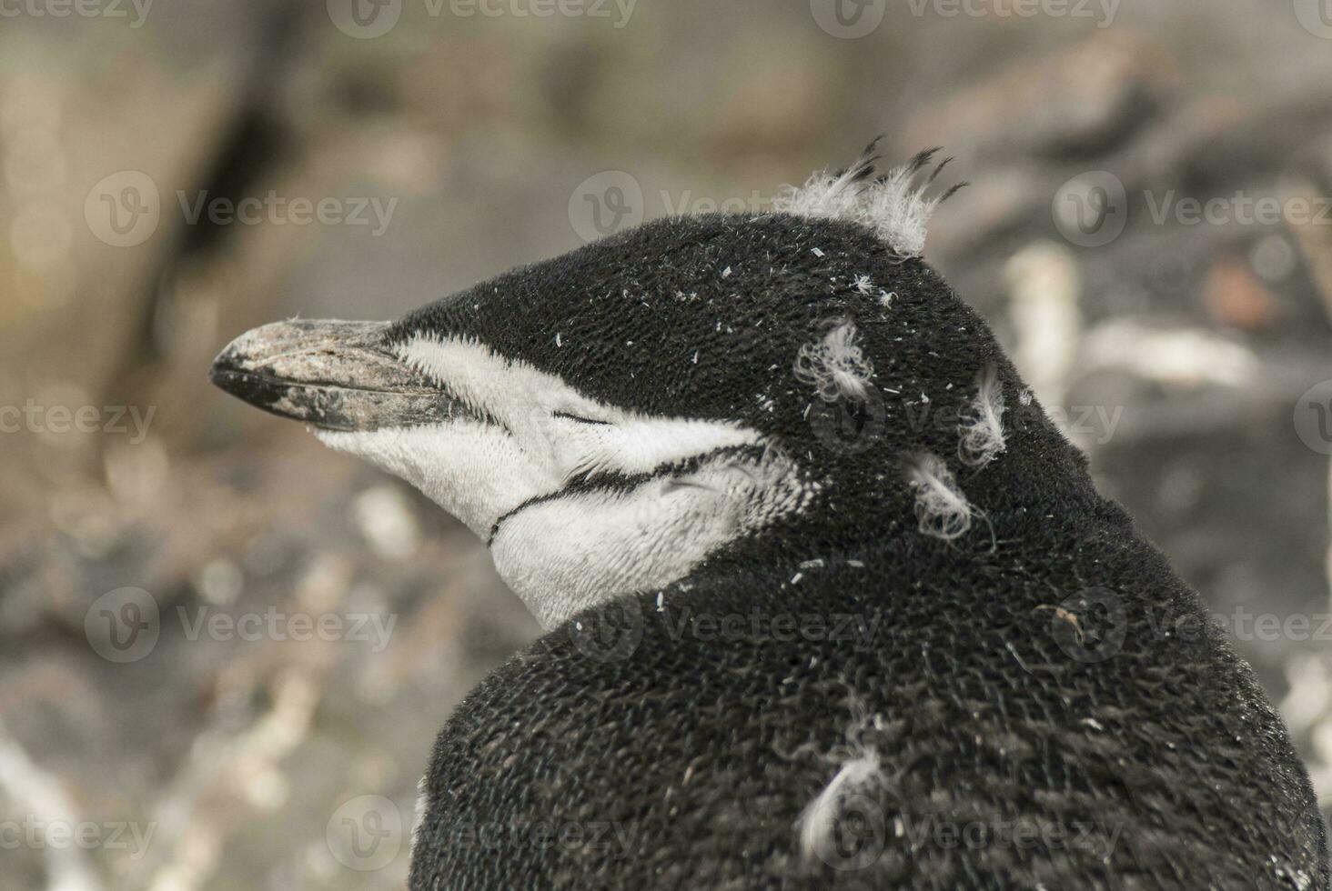 jugulaire manchot, paulette île, Antarctique, scientifique nom, pygoscelis Antarctique photo