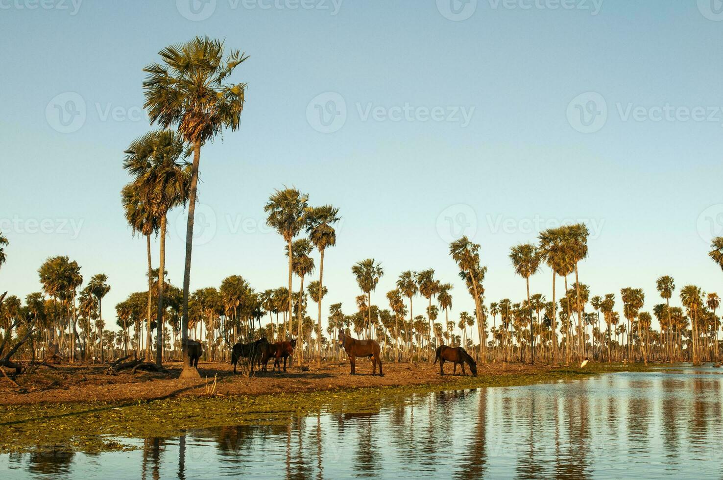 paumes paysage dans la estrella le marais, formosa province, Argentine. photo