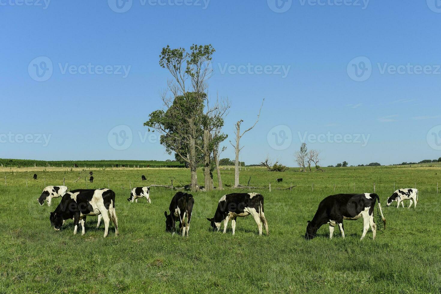 bétail dans argentin campagne, la la pampa province, Argentine. photo