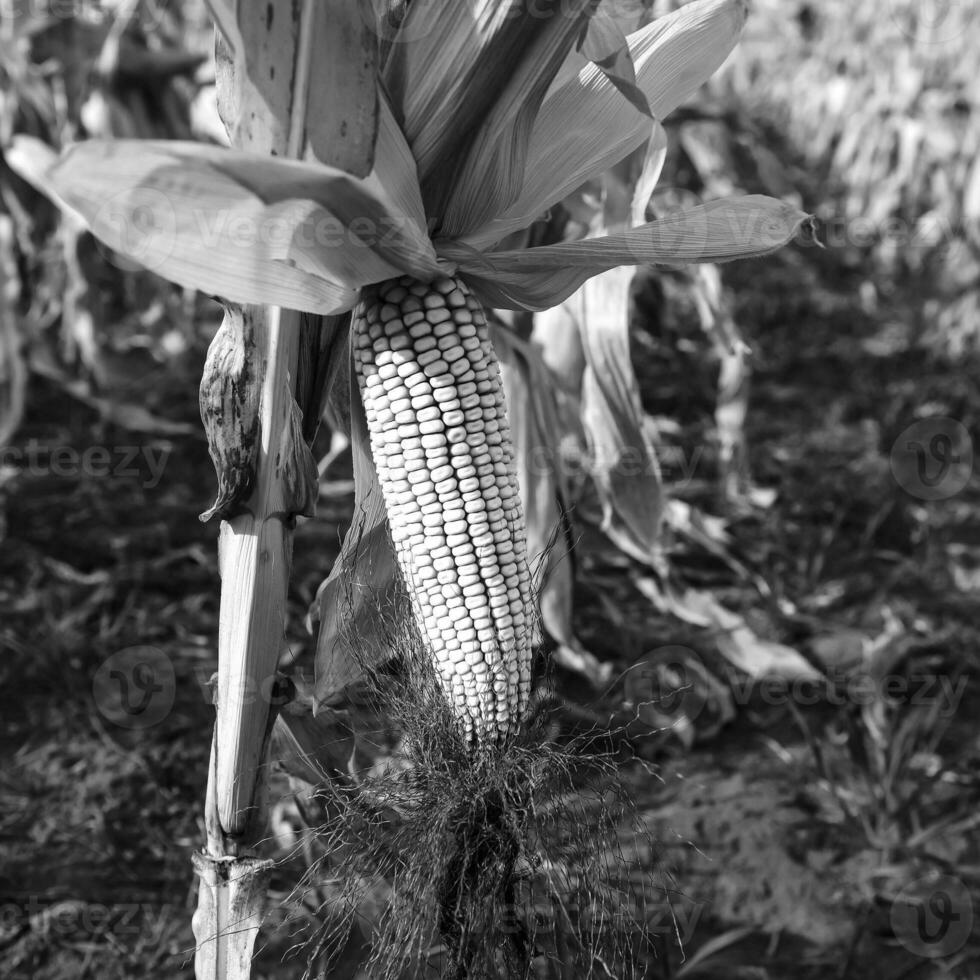 blé épi croissance sur plante prêt à récolte, argentin campagne, buenos aires province, Argentine photo