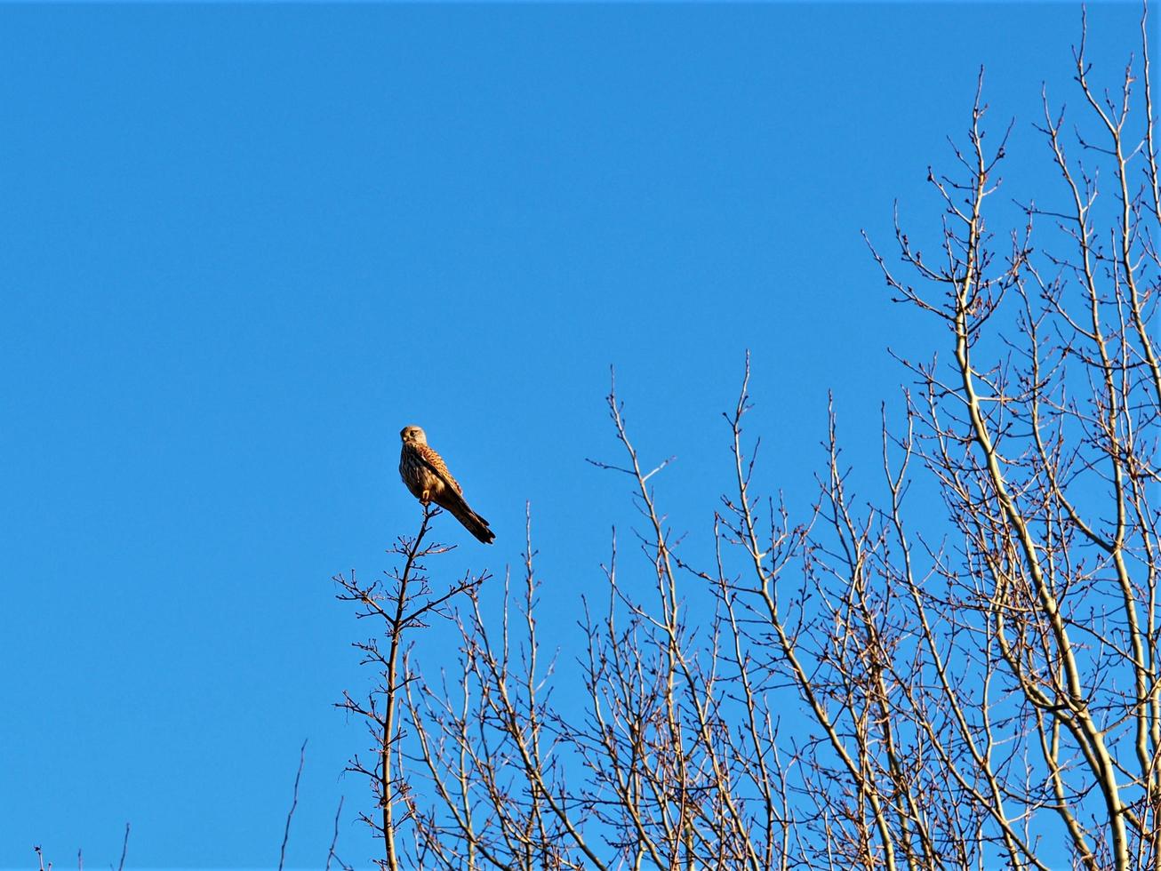 Crécerelle perchée sur une branche d'hiver nue avec un ciel bleu photo