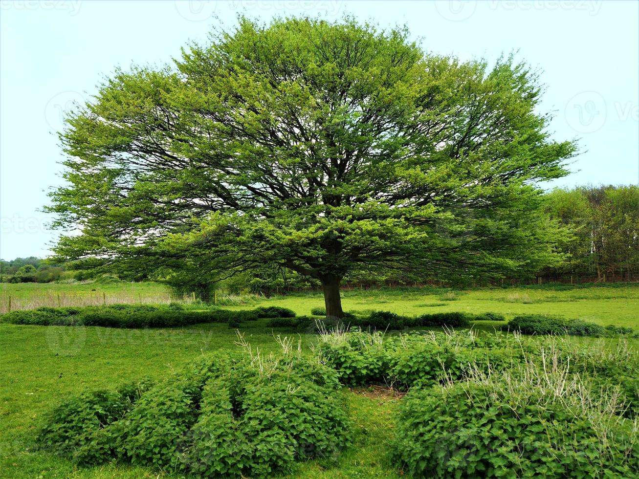 sycomore avec des feuilles de printemps vert frais dans un champ vert photo