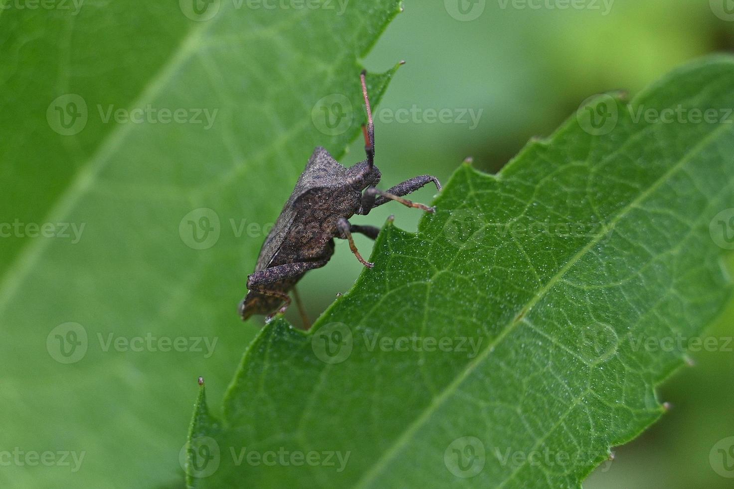un gros insecte brun sur une feuille verte photo