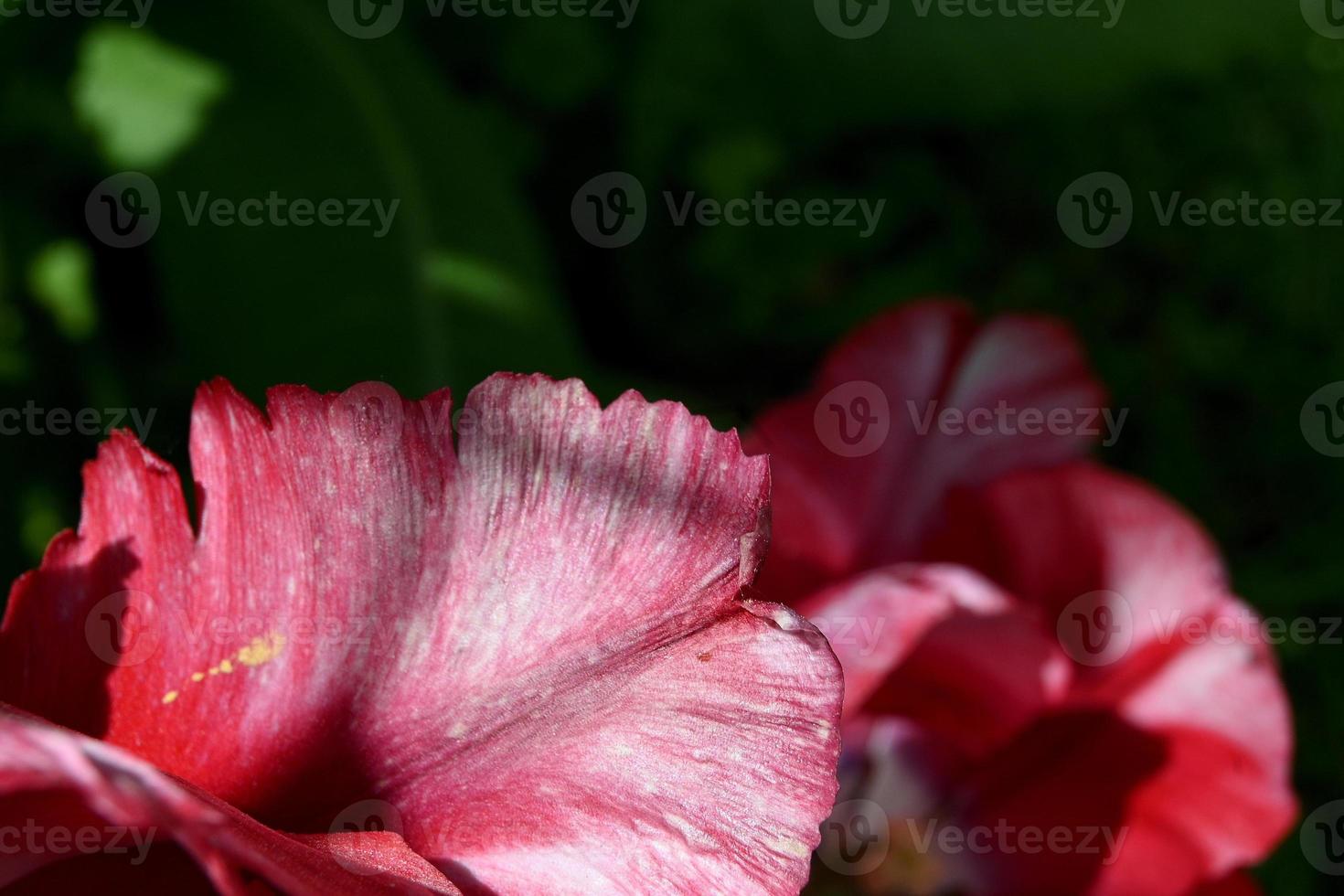 pétales de tulipes panachées photo