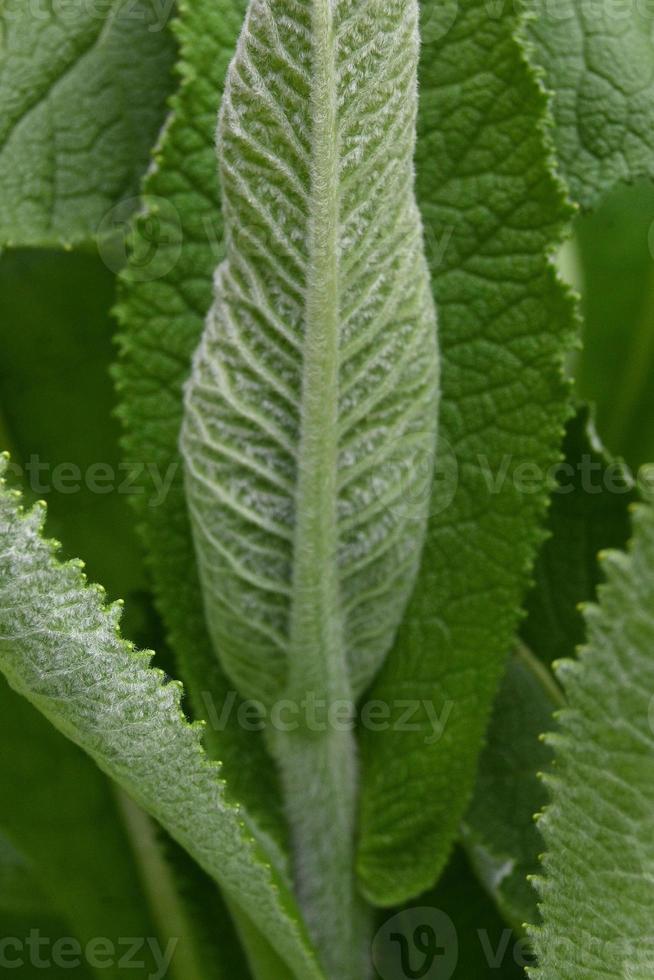 feuilles d'une plante de pépinière vivace photo