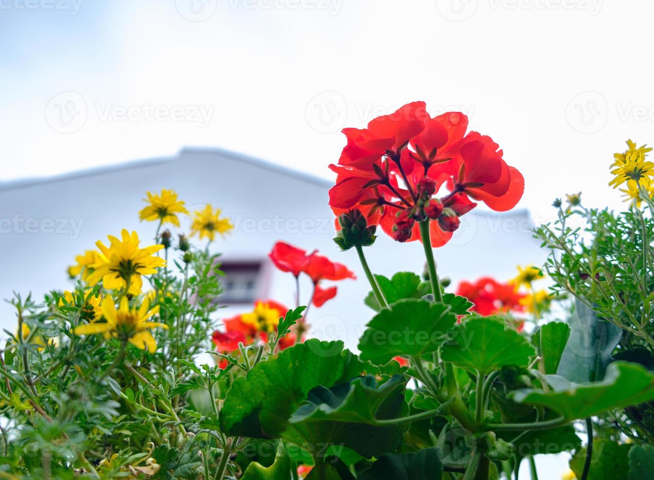 Fleurs à monreal, région de l'eifel, allemagne photo