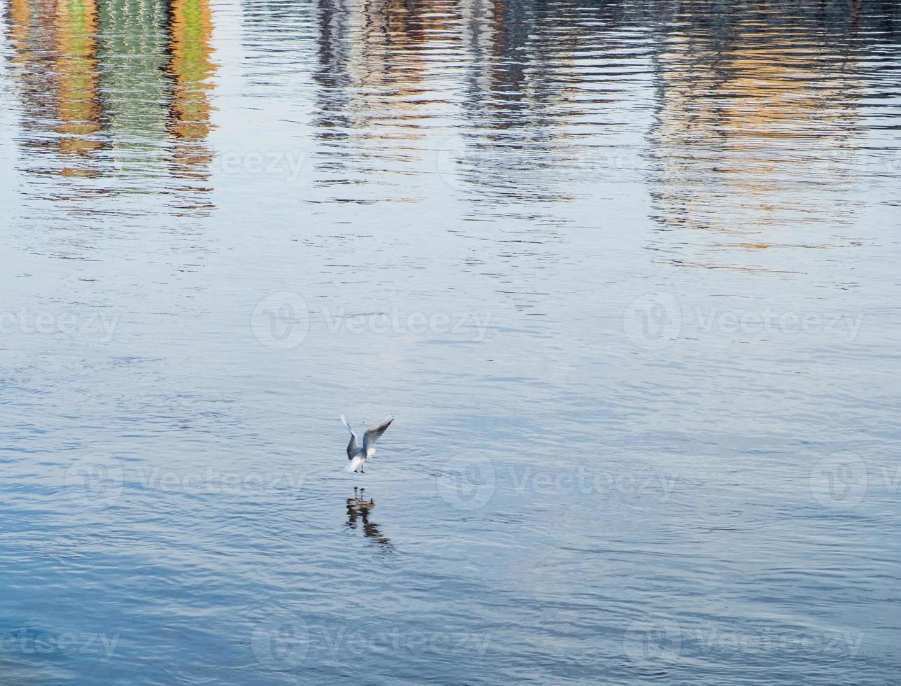 Mouette débarquant dans les eaux de la rivière Tyne à Newcastle photo