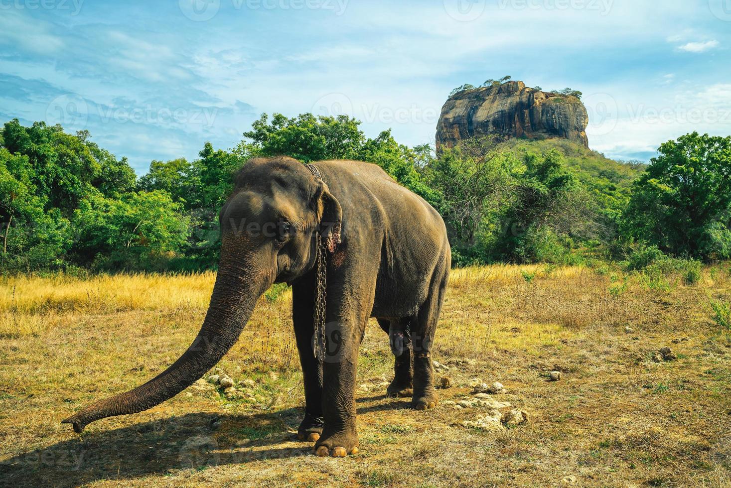 L'éléphant et le rocher du lion en arrière-plan à Sigiriya, Sri Lanka photo