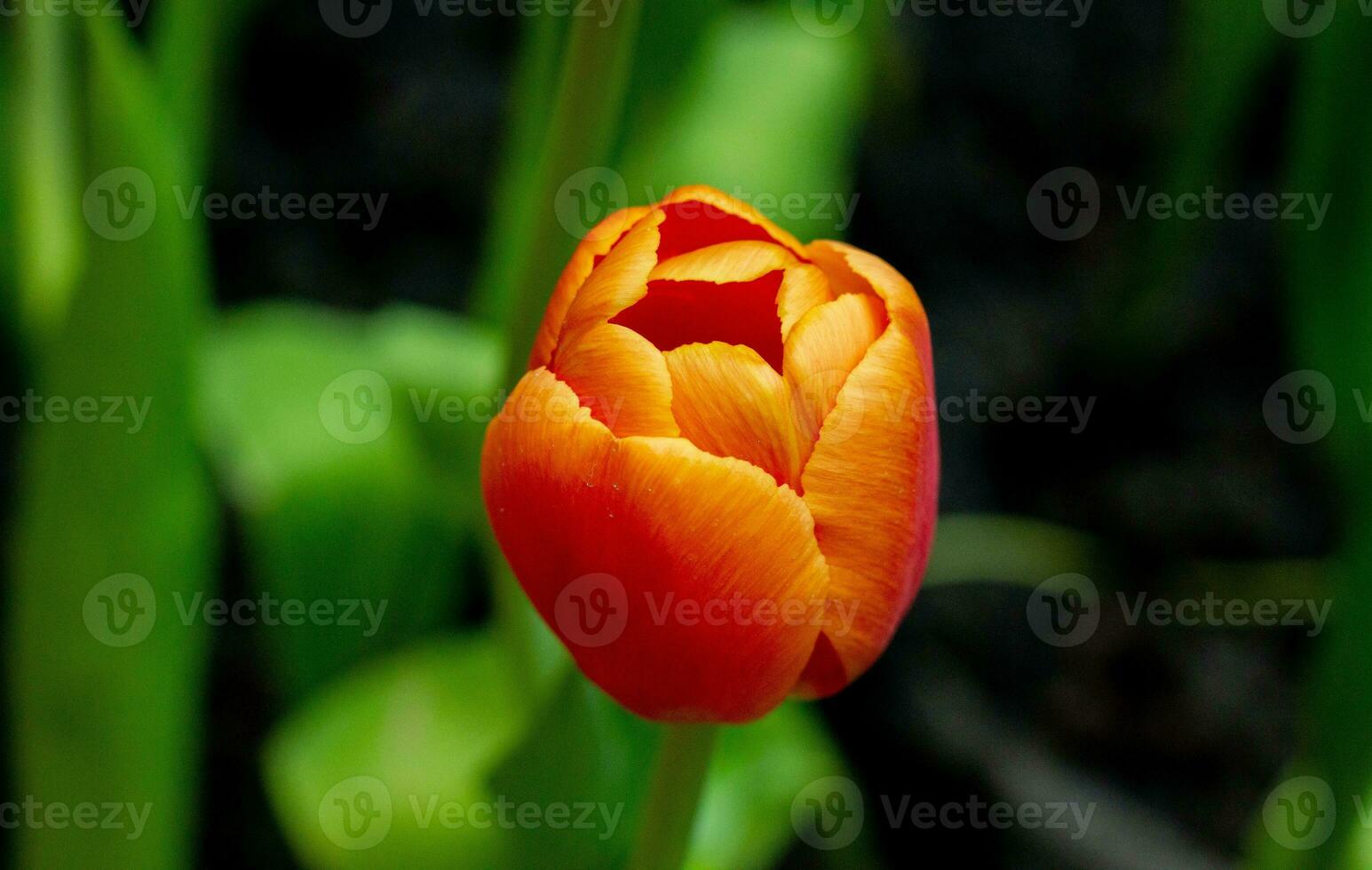 Orange coquelicot fleurs dans été. opium coquelicot champ photo