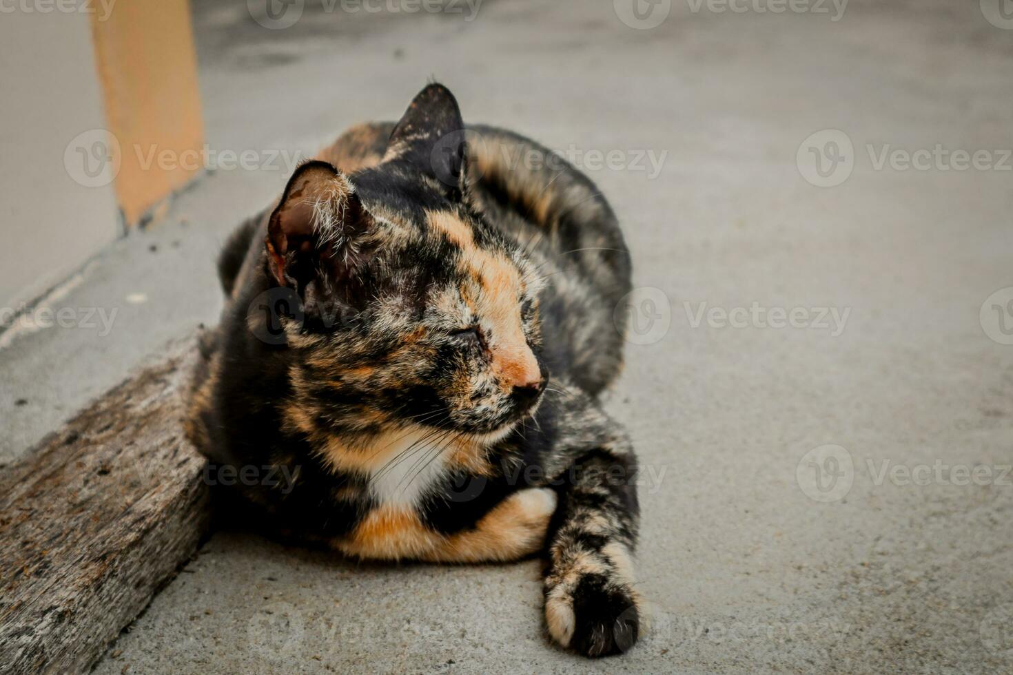 tricolore chat en train de dormir sur le ciment sol photo