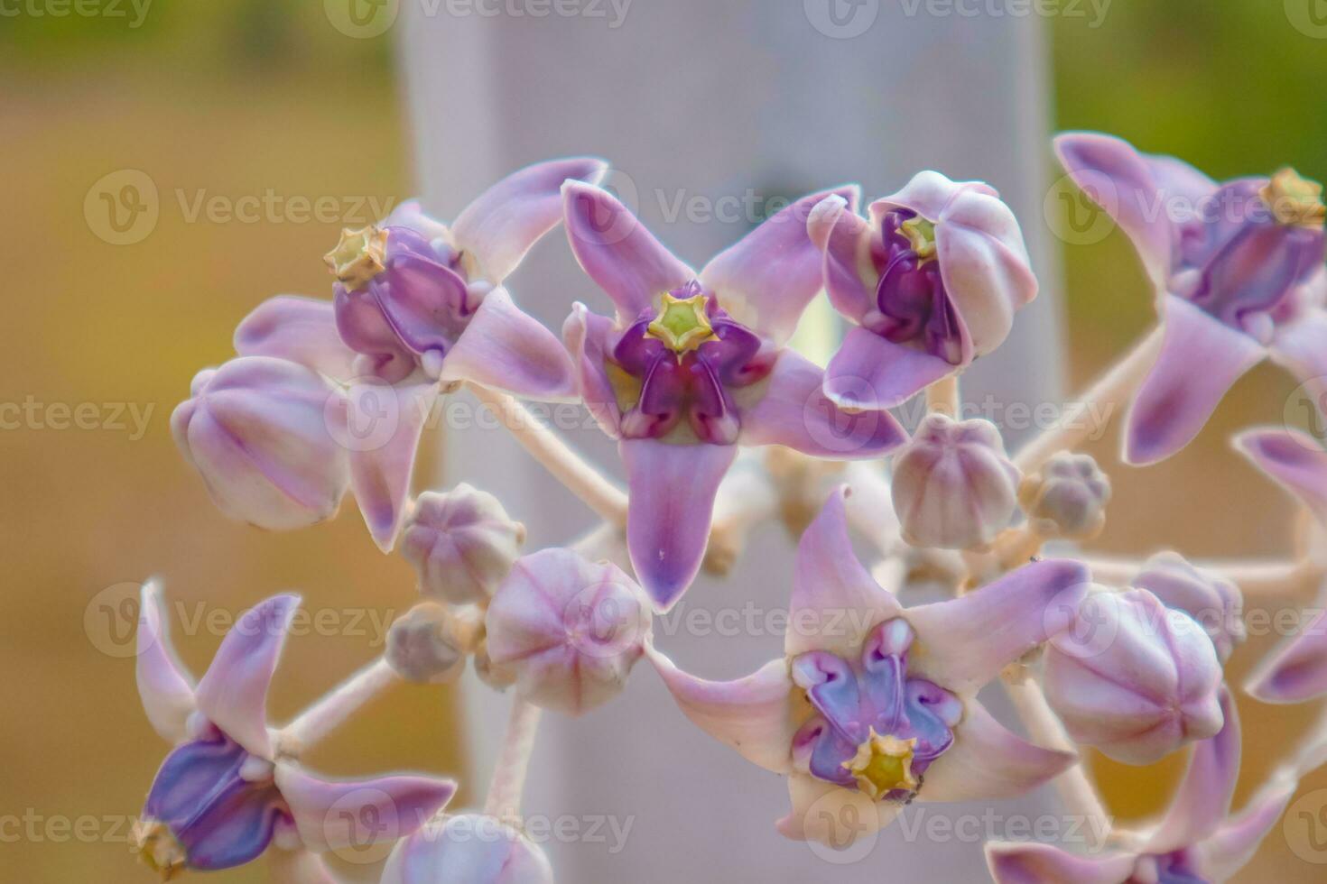 une proche en haut de une violet fleur couronne fleur photo