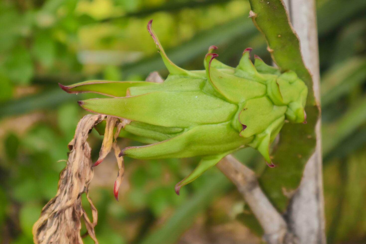 le vert fruit de le dragon fruit est lumière vert photo