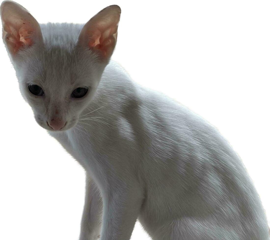une blanc chat séance sur une blanc surface photo