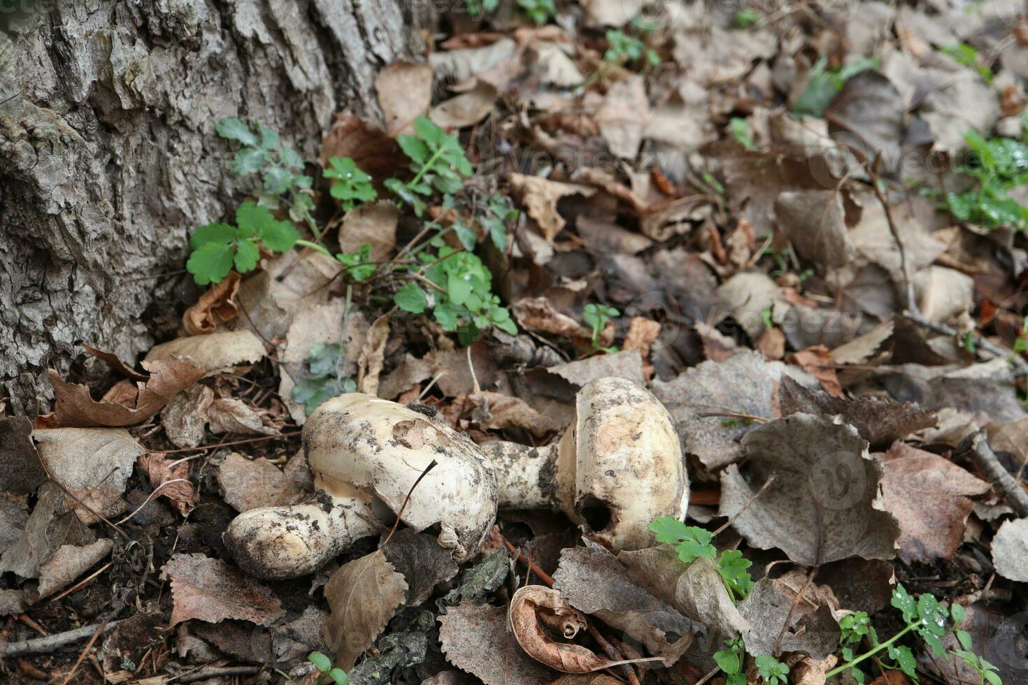 deux champignons mensonge dans le forêt en dessous de une arbre deux champignons mensonge dans le forêt en dessous de une arbre photo