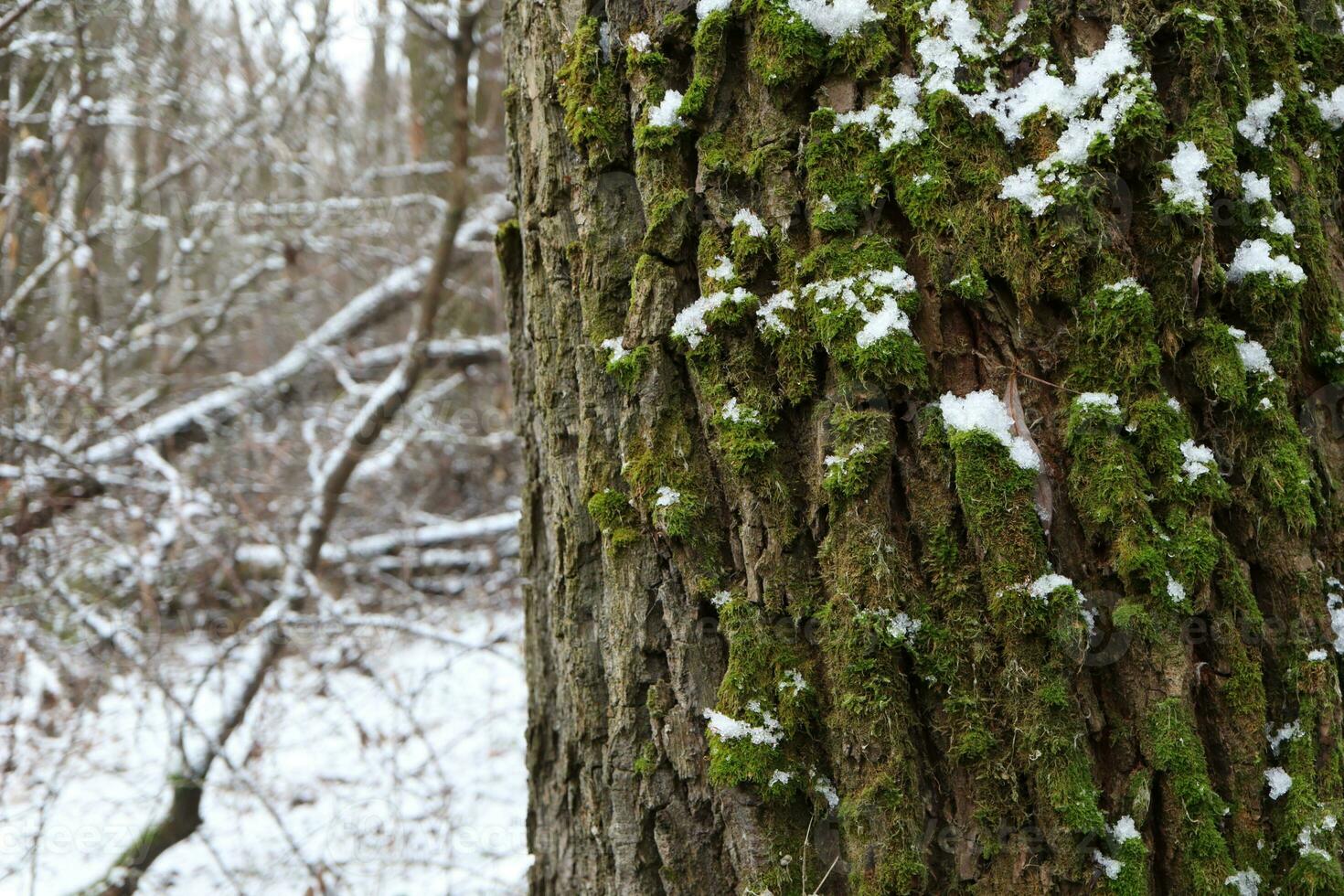 arbre couvert avec mousse, hiver forêt atmosphère photo