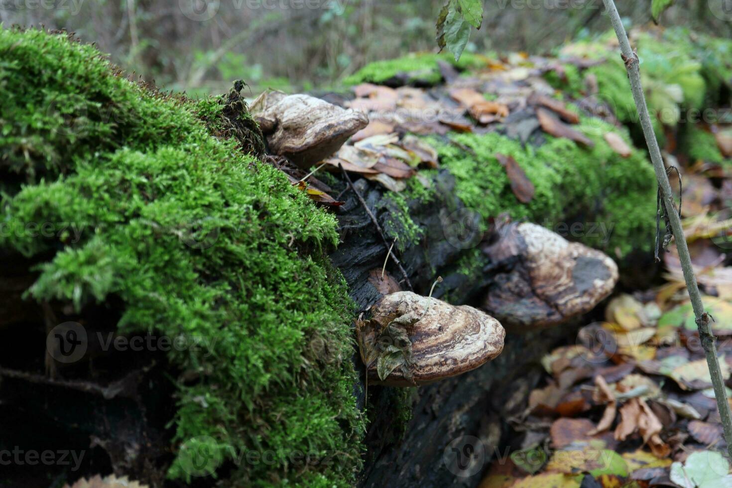 tinder champignon dans l'automne forêt, l'automne feuilles photo