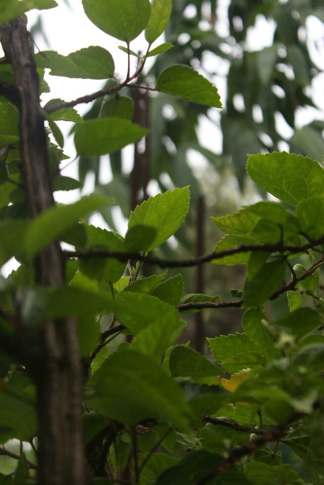 vert feuilles sur une arbre dans le jardin, fermer de photo, escalade usine, coccinia grandiose, escalade plante photo