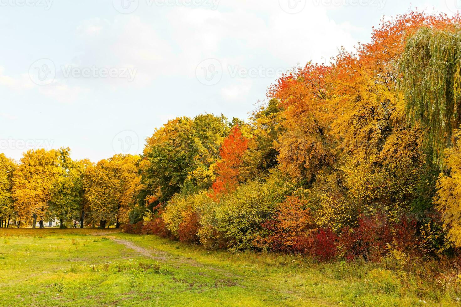 collection de magnifique coloré l'automne feuilles, vert, jaune, orange, rouge photo