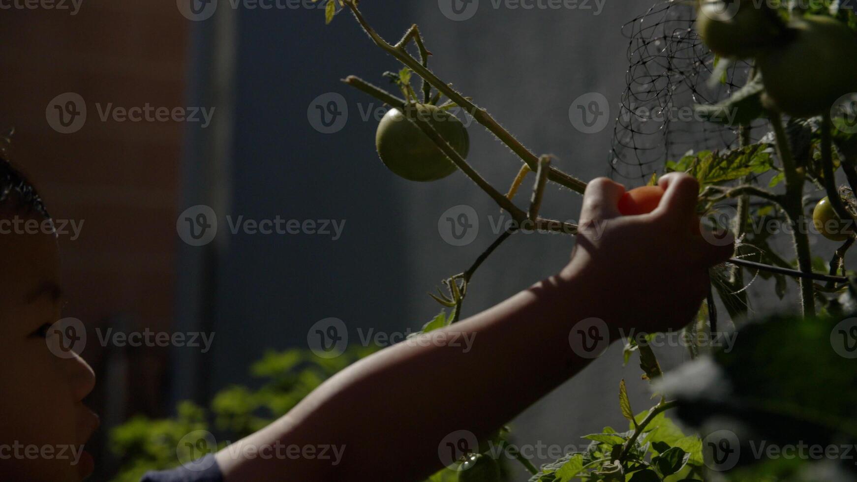 portrait, de, jeune garçon, cueillette, pomme, depuis, arbre photo