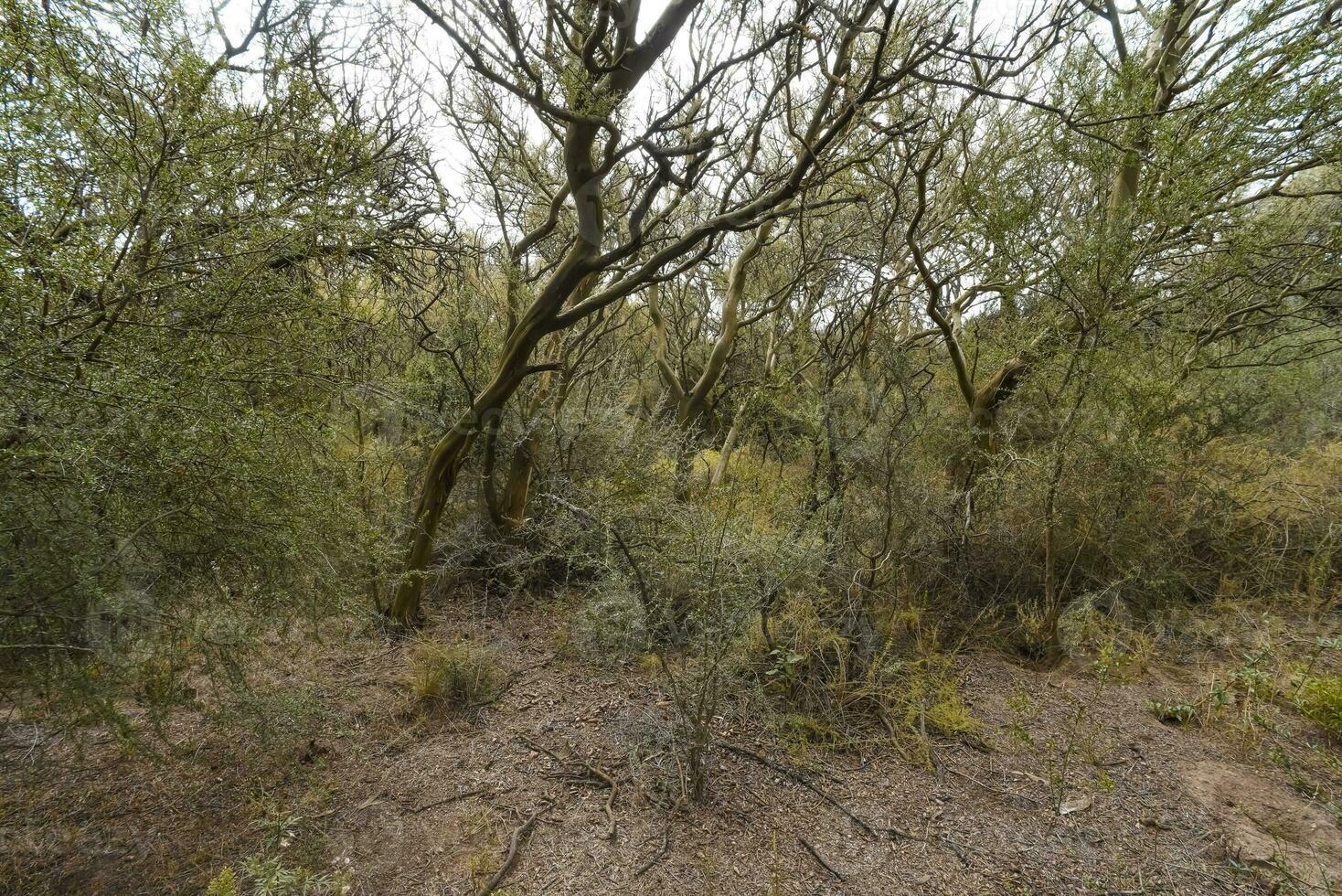 calden forêt paysage, geoffraea décorticiens végétaux, la la pampa province, patagonie, Argentine. photo