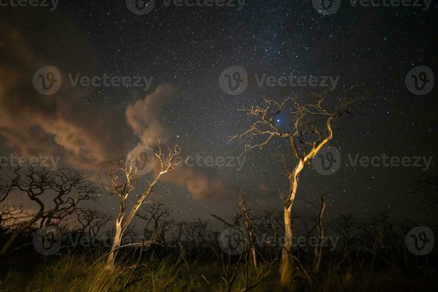 brûlant des arbres photographié à nuit avec une étoilé ciel, la la pampa province, patagonie , Argentine. photo