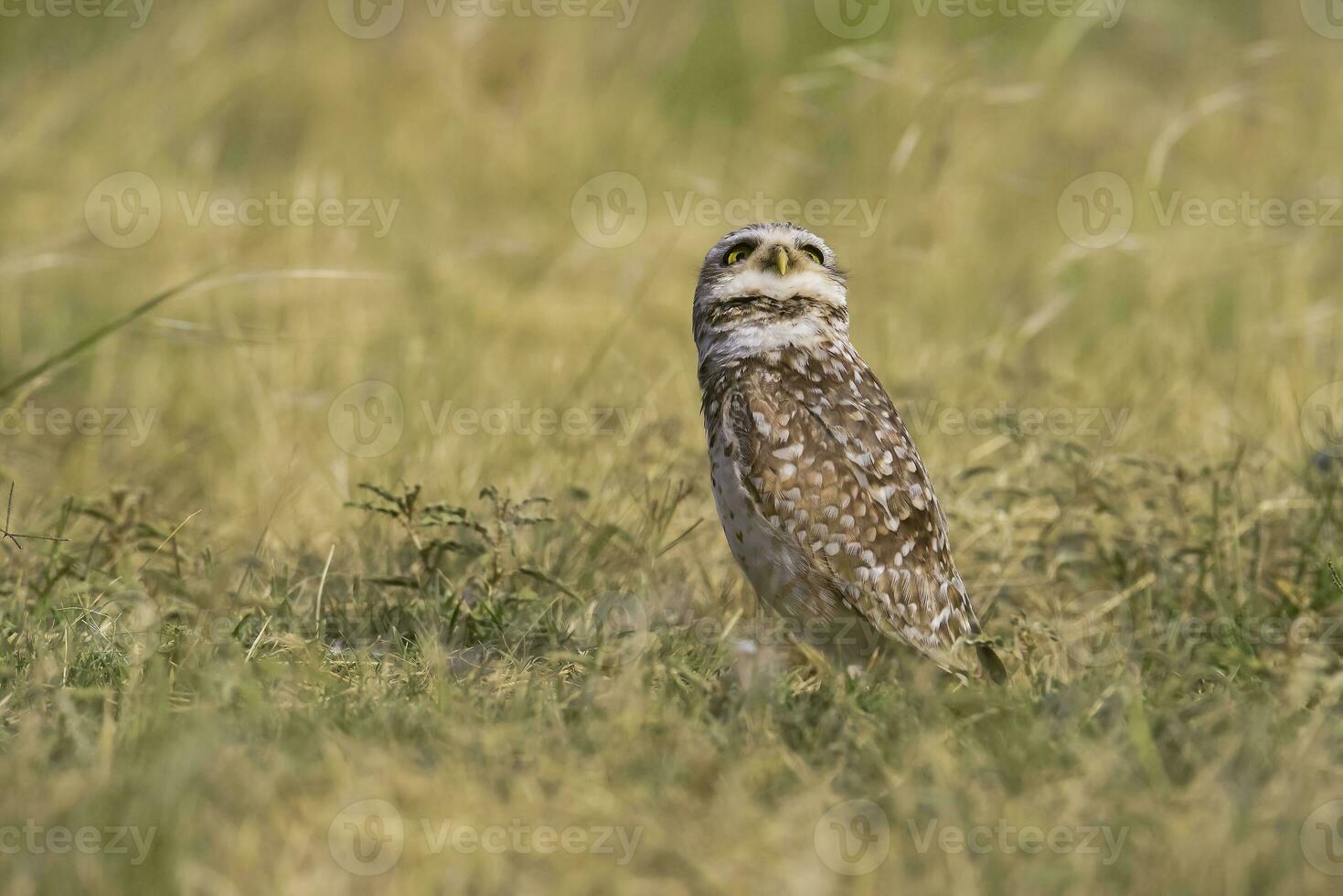 creuser hibou , athene cunicularia, à la recherche à le caméra, la la pampa province, patagonie, Argentine photo