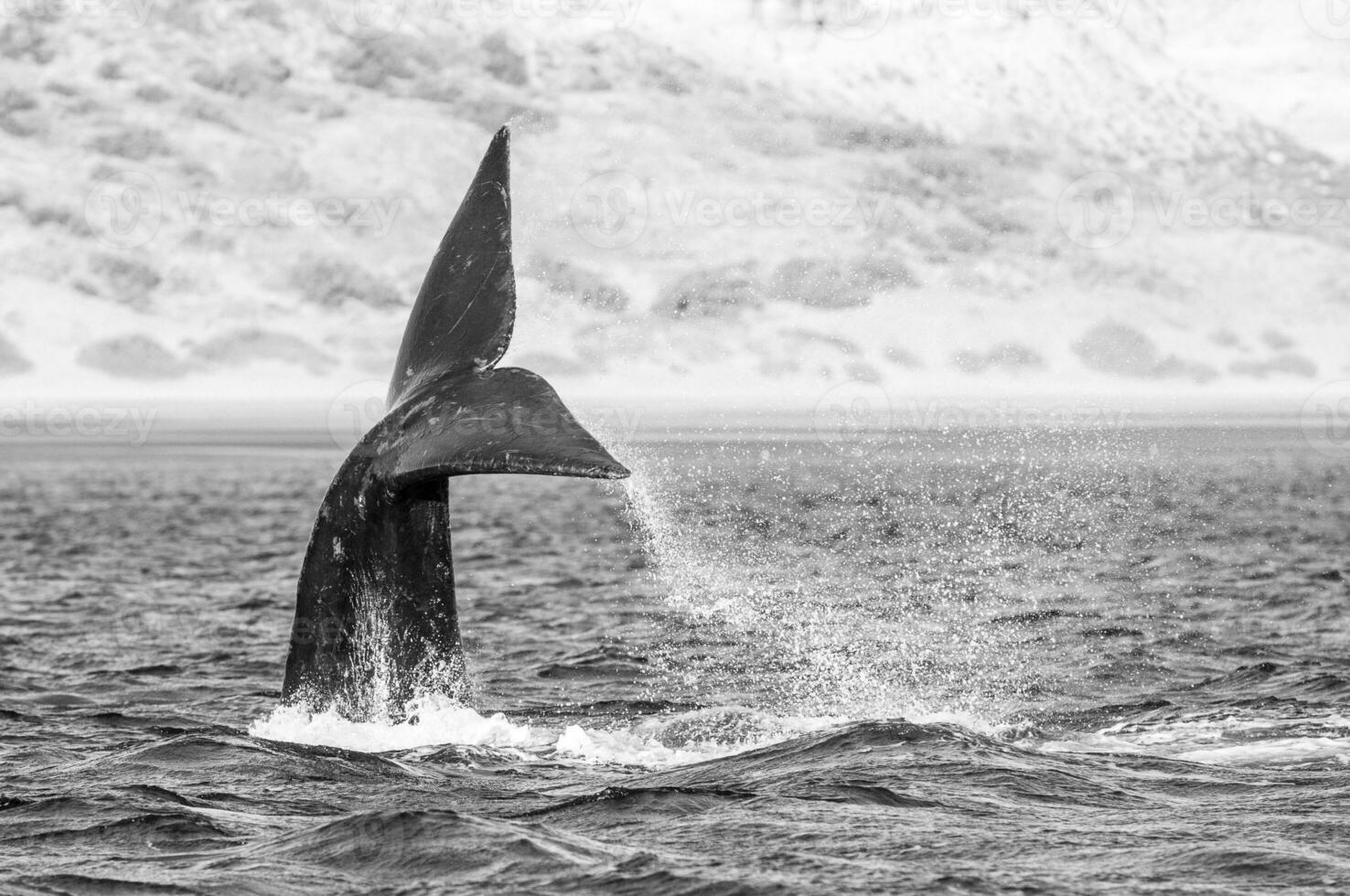 du sud droite baleine queue , péninsule valdés patagonie , Argentine photo