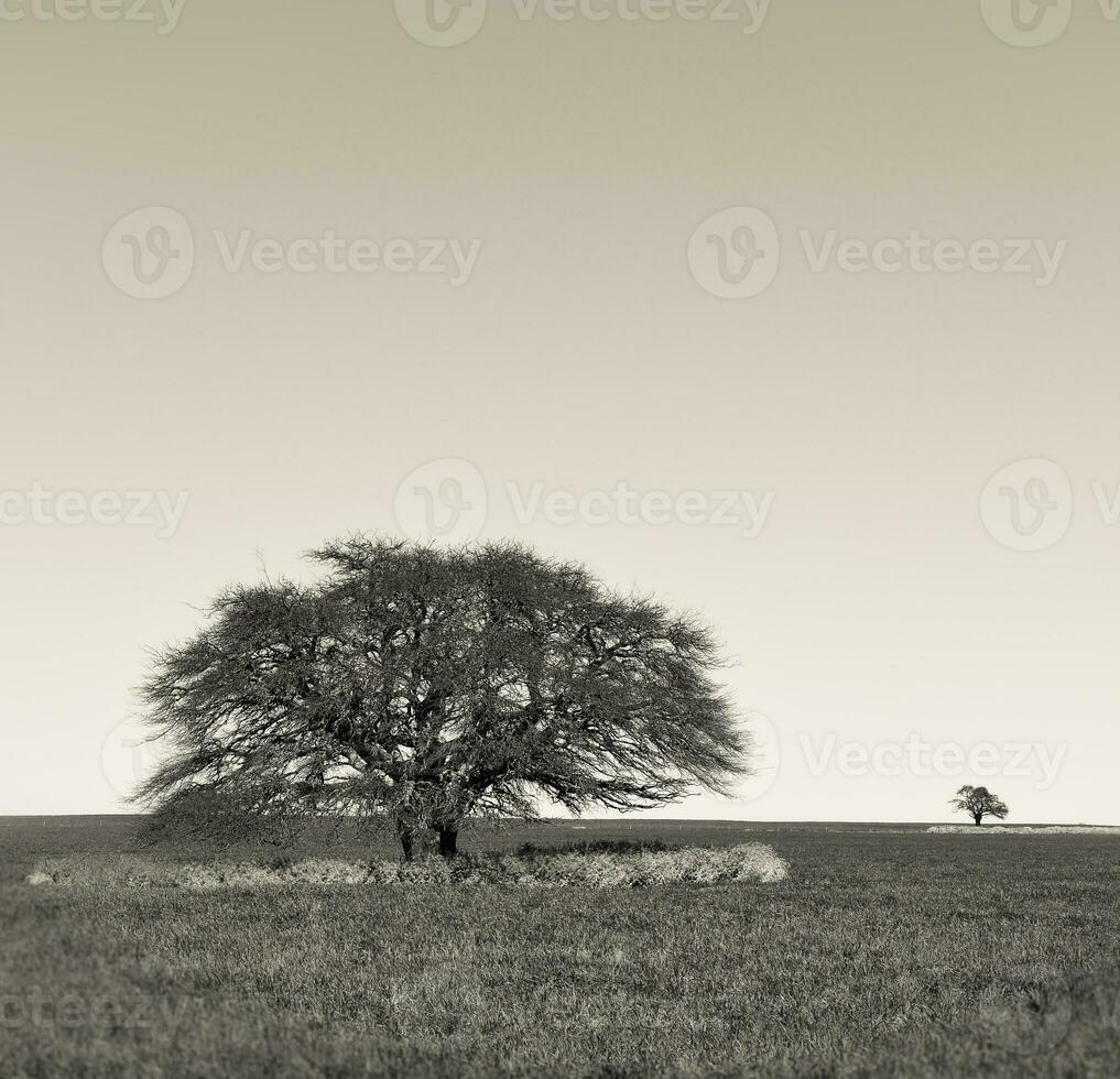 pampa arbre paysage, la la pampa province, patagonie, Argentine. photo