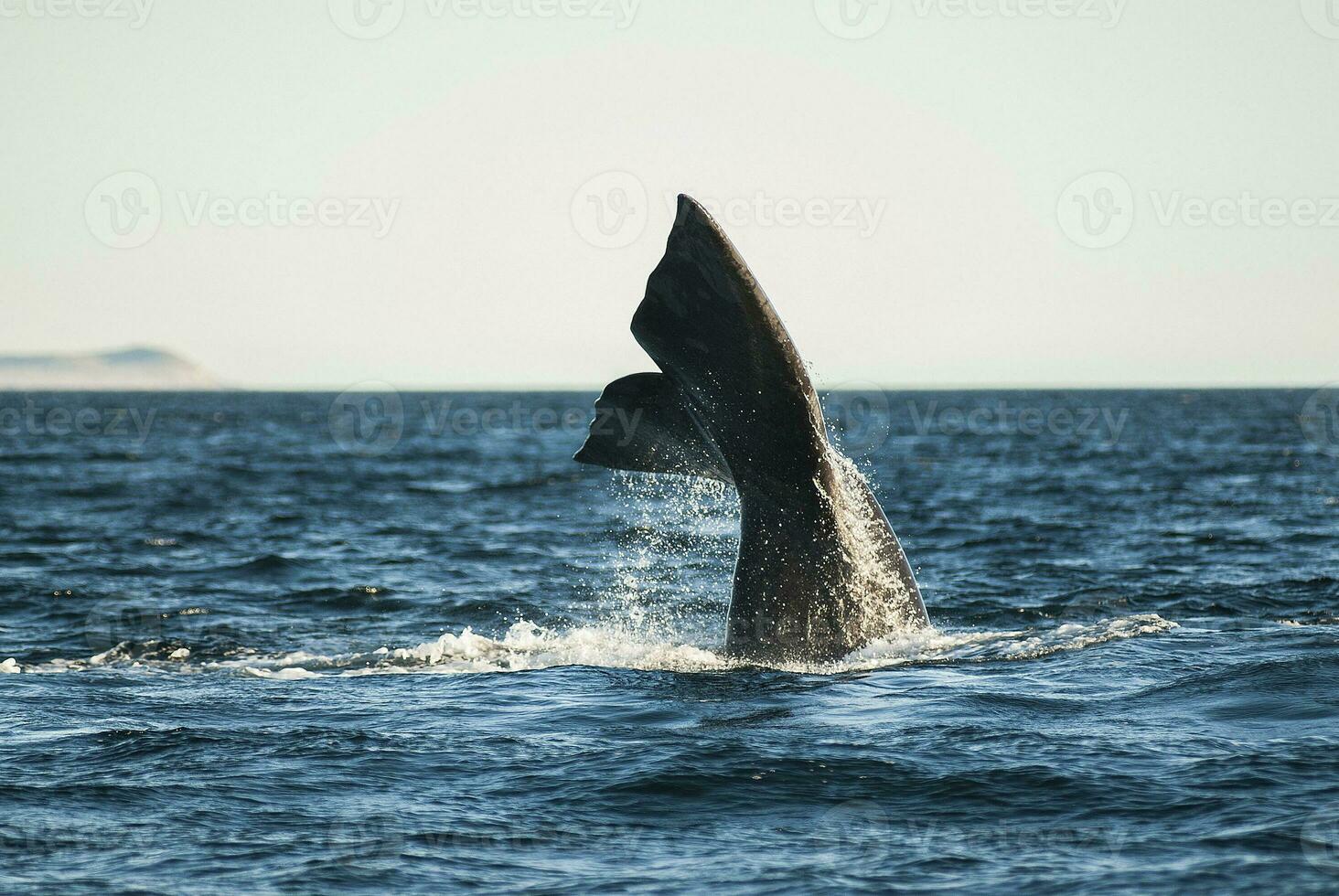 le sud droite baleine queue, en danger espèces, Patagonie, Argentine photo