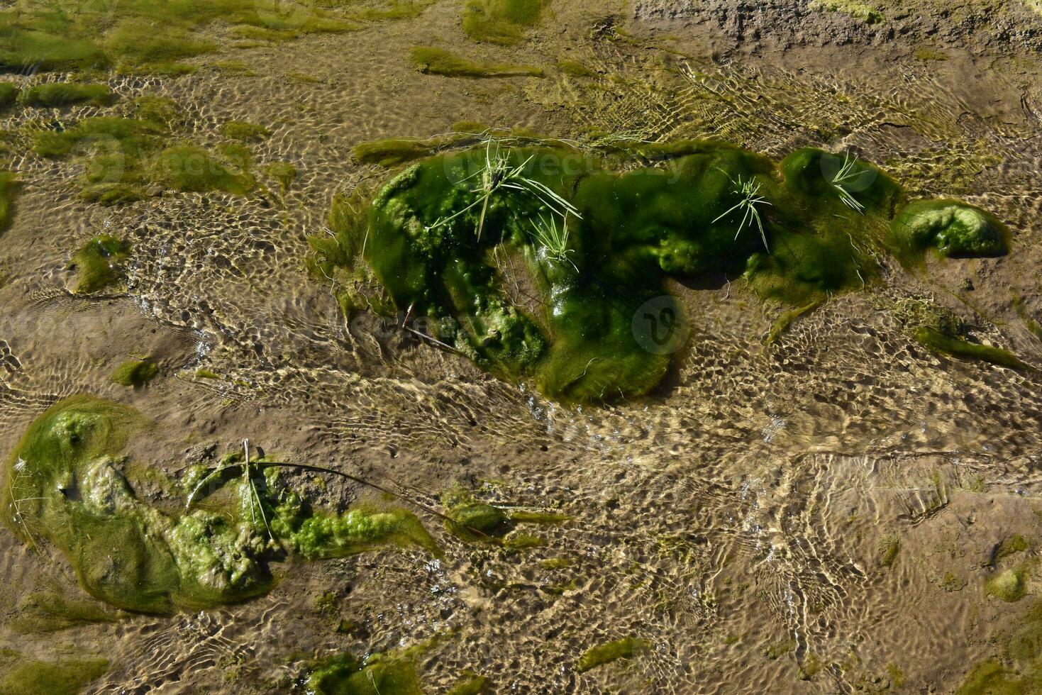 vert algues dans aquatique environnement , patagonie, Argentine. photo