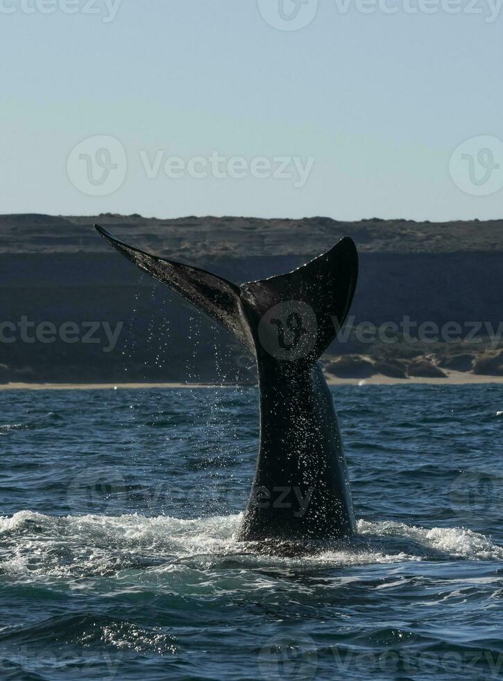 le sud droite baleine queue, péninsule valdés, chubut, Patagonie, Argentine photo