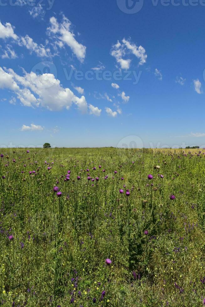 fleuri été paysage photo