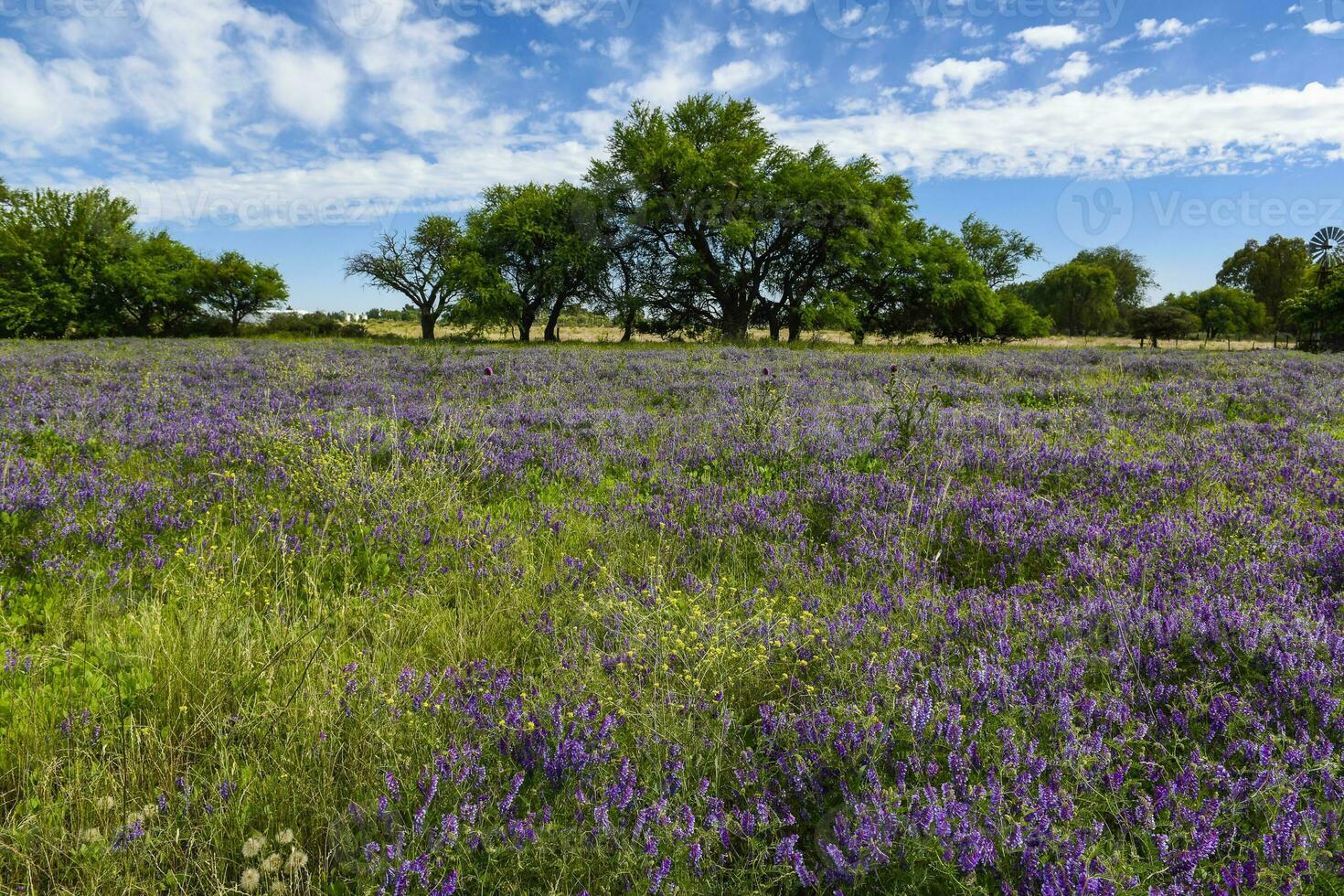 fleuri champ dans été temps paysage, la la pampa province, patagonie, , Argentine. photo