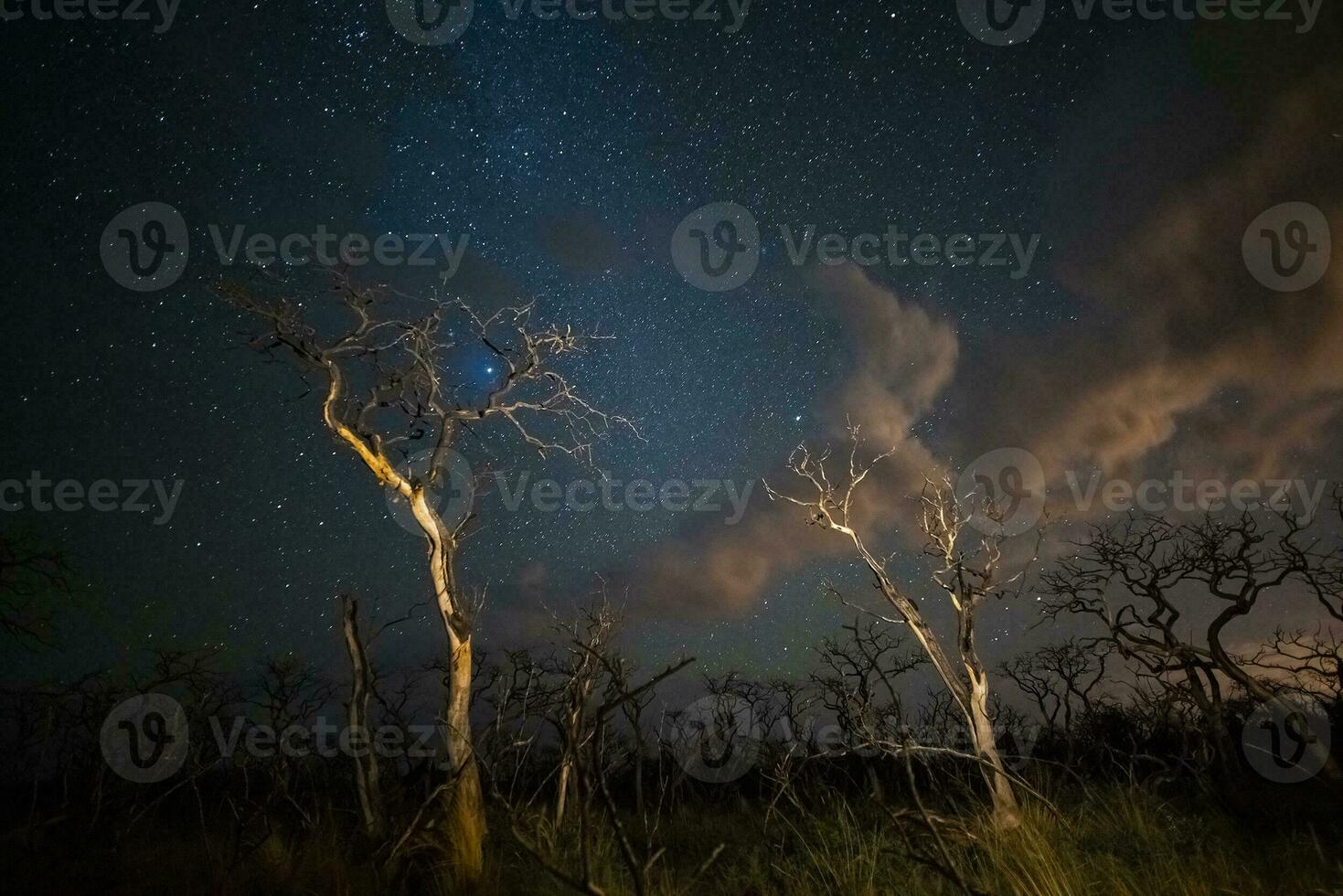 brûlant des arbres photographié à nuit avec une étoilé ciel, la la pampa province, patagonie , Argentine. photo