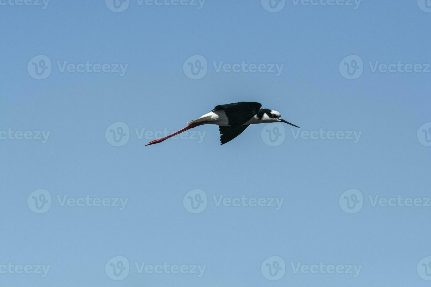 du sud pilotis, himantopus mélanure dans vol, la la pampa province, patagonie, Argentine photo