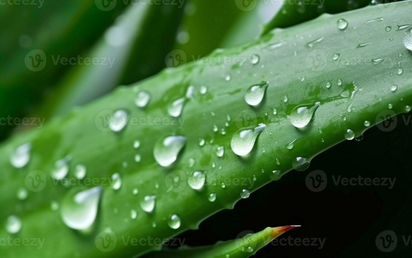 l'eau gouttes sur une aloès feuille. ai, génératif ai photo