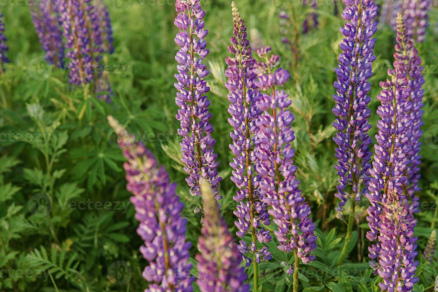 Photos de lupin fleurs dans la nature