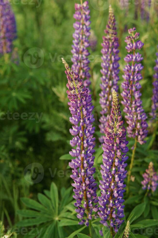 Photos de lupin fleurs dans la nature