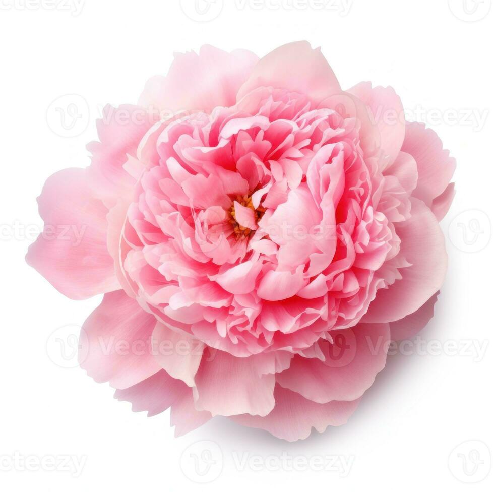 rose pivoine fleur isolé photo