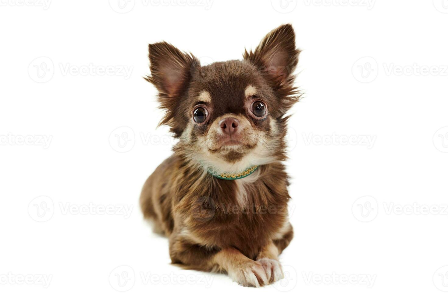 séance court aux cheveux marron chihuahua chien avec gros oreilles isolé sur blanc Contexte mignonne chihuahua chien photo