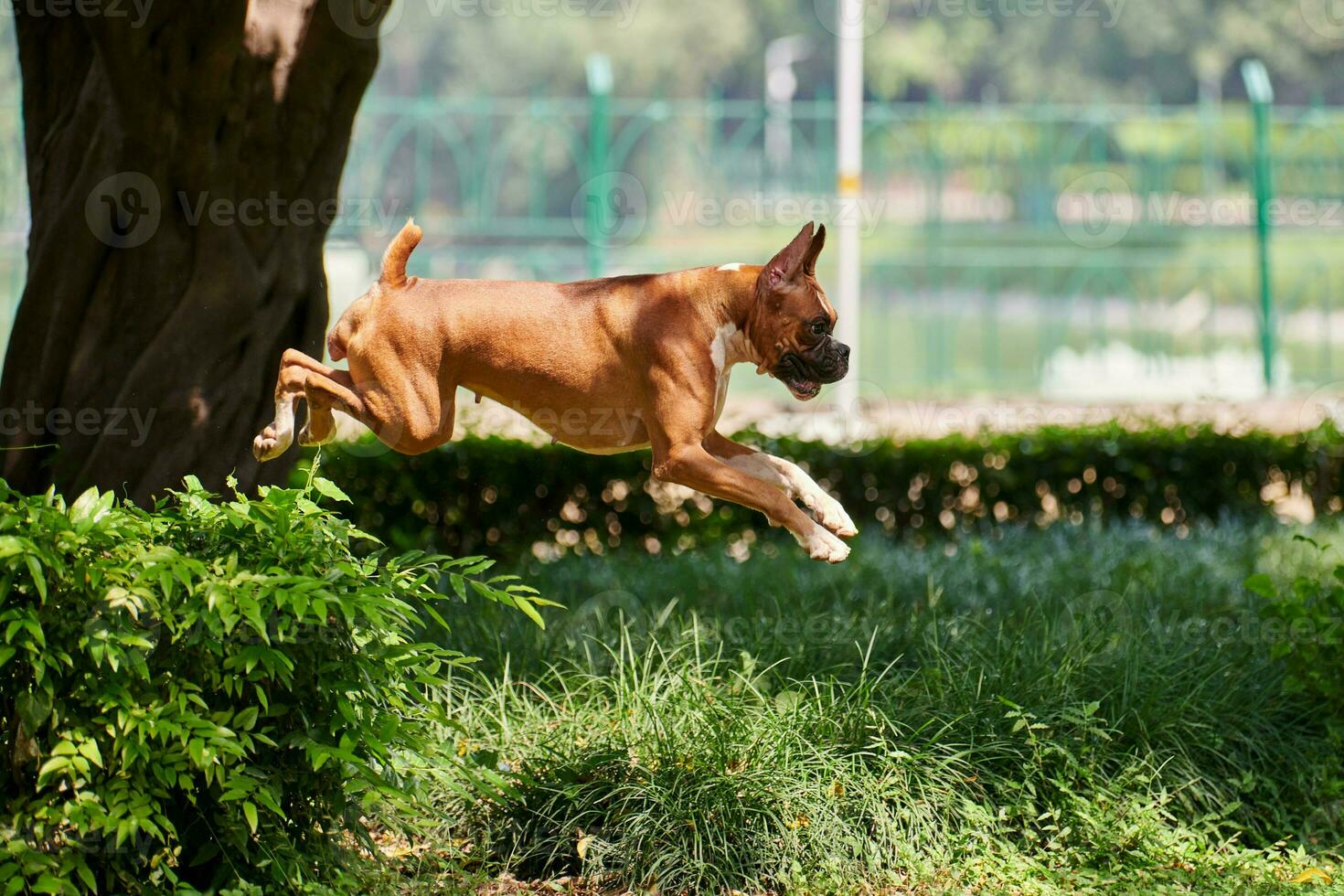 boxeur chien sauter plus de vert buisson dans Publique parc, Extérieur en marchant avec adulte animal de compagnie photo