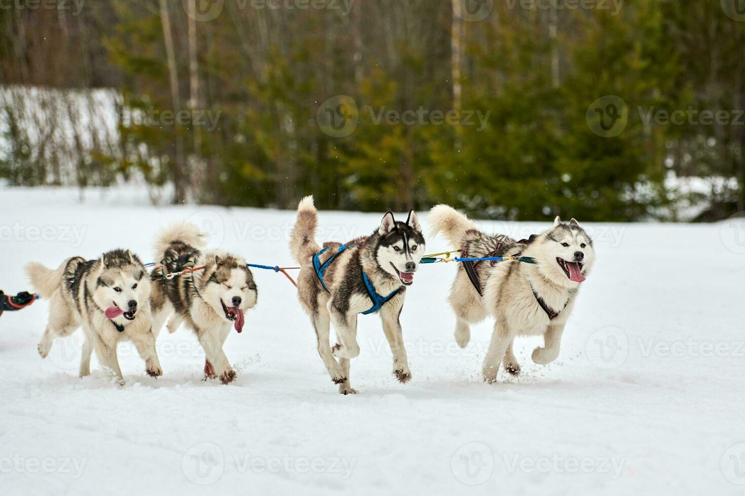 courir un chien husky sur une course de chiens de traîneau photo