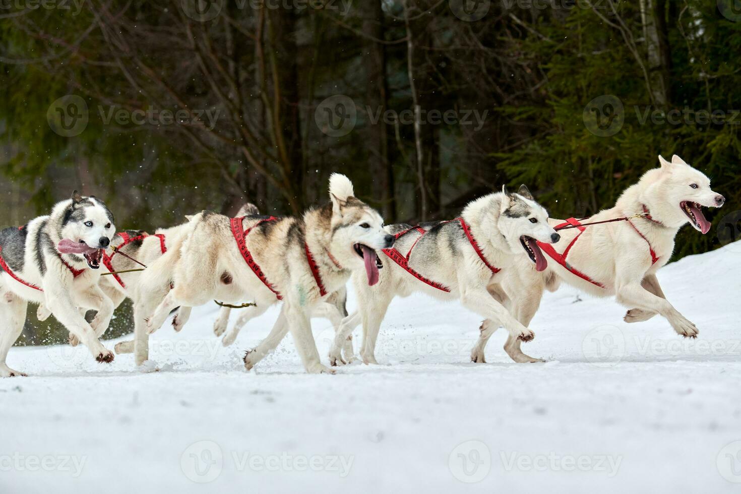 courir un chien husky sur une course de chiens de traîneau photo