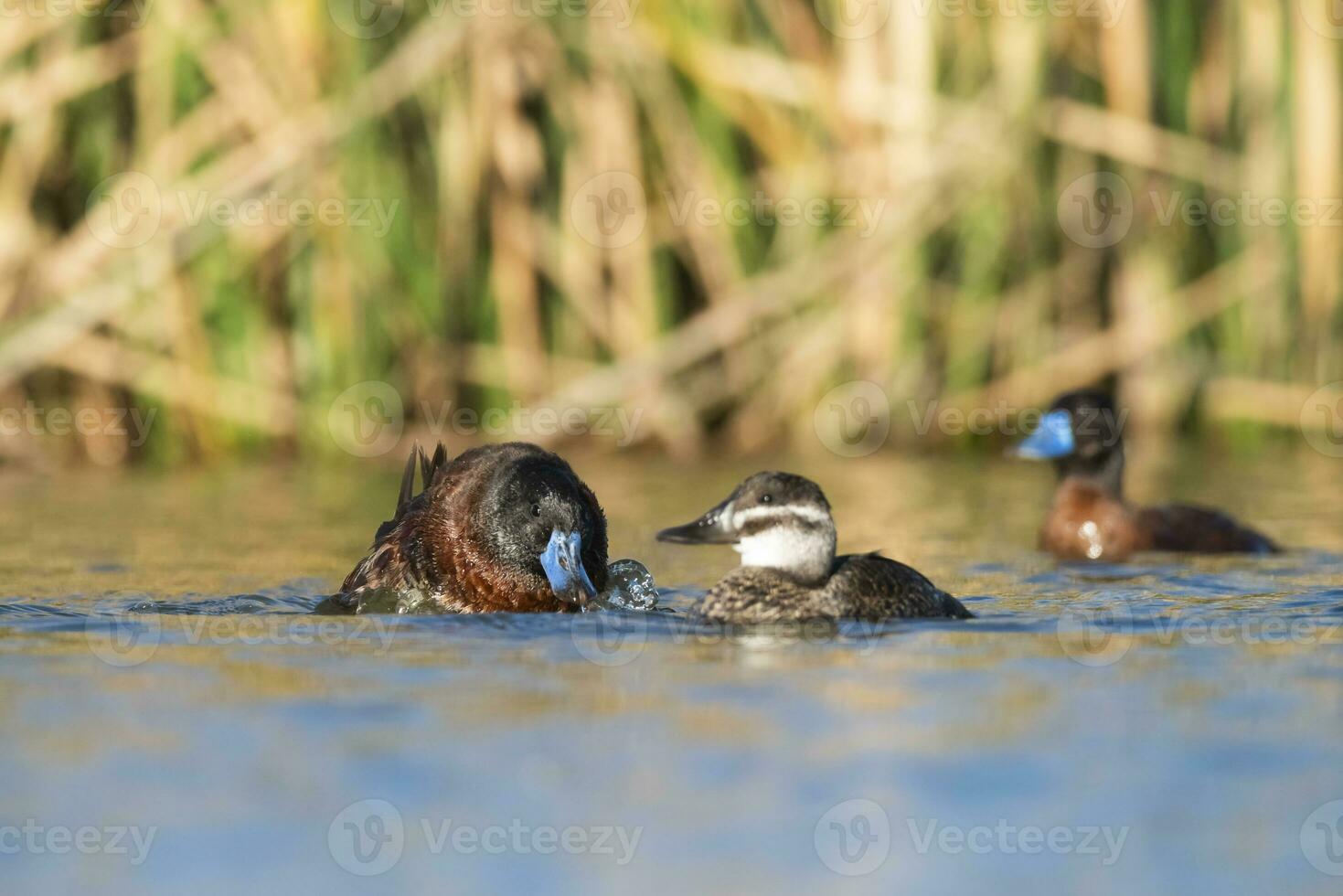 Lac canard dans pampa lagune environnement, la la pampa province, patagonie , Argentine. photo