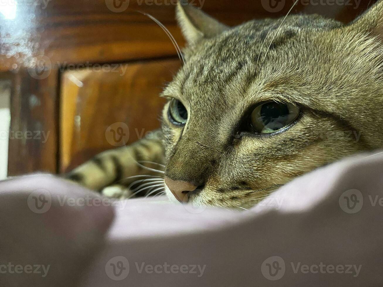 le chat est Aller à sommeil sur une content soir. photo