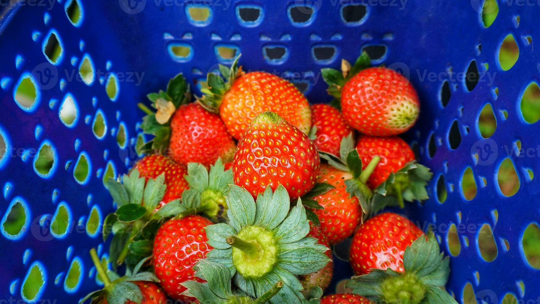 rouge délice juteux des fraises capturé dans une afficher récipient photo