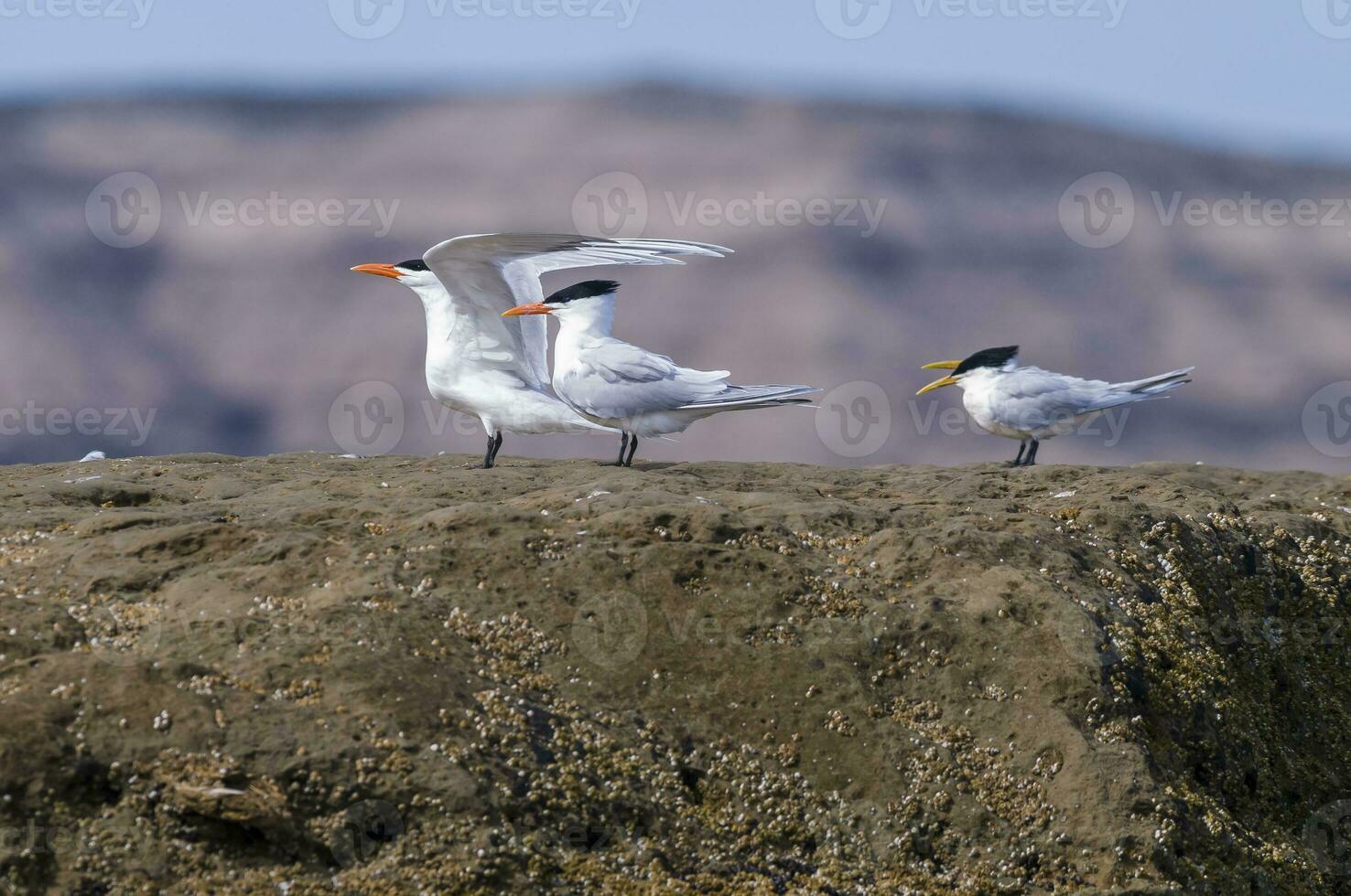 une groupe de des oiseaux permanent sur une Roche photo