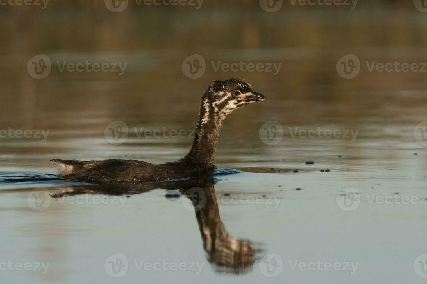 pie facturé grèbe nager dans une lagune, la la pampa province, Argentine. photo