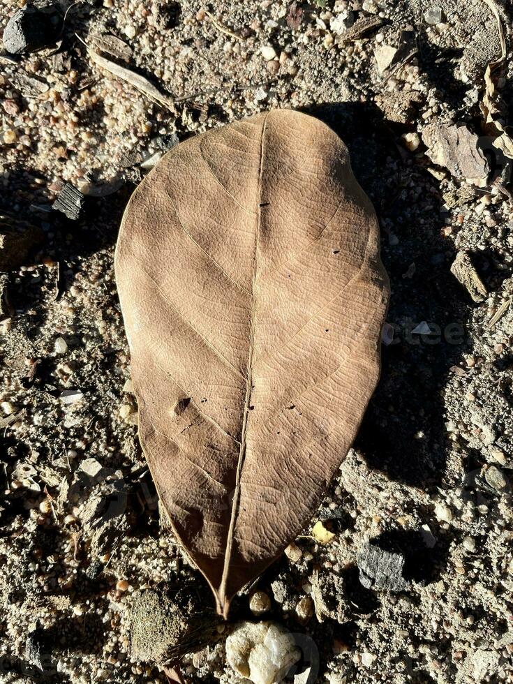 marron feuilles cette est tombée de une arbre. photo